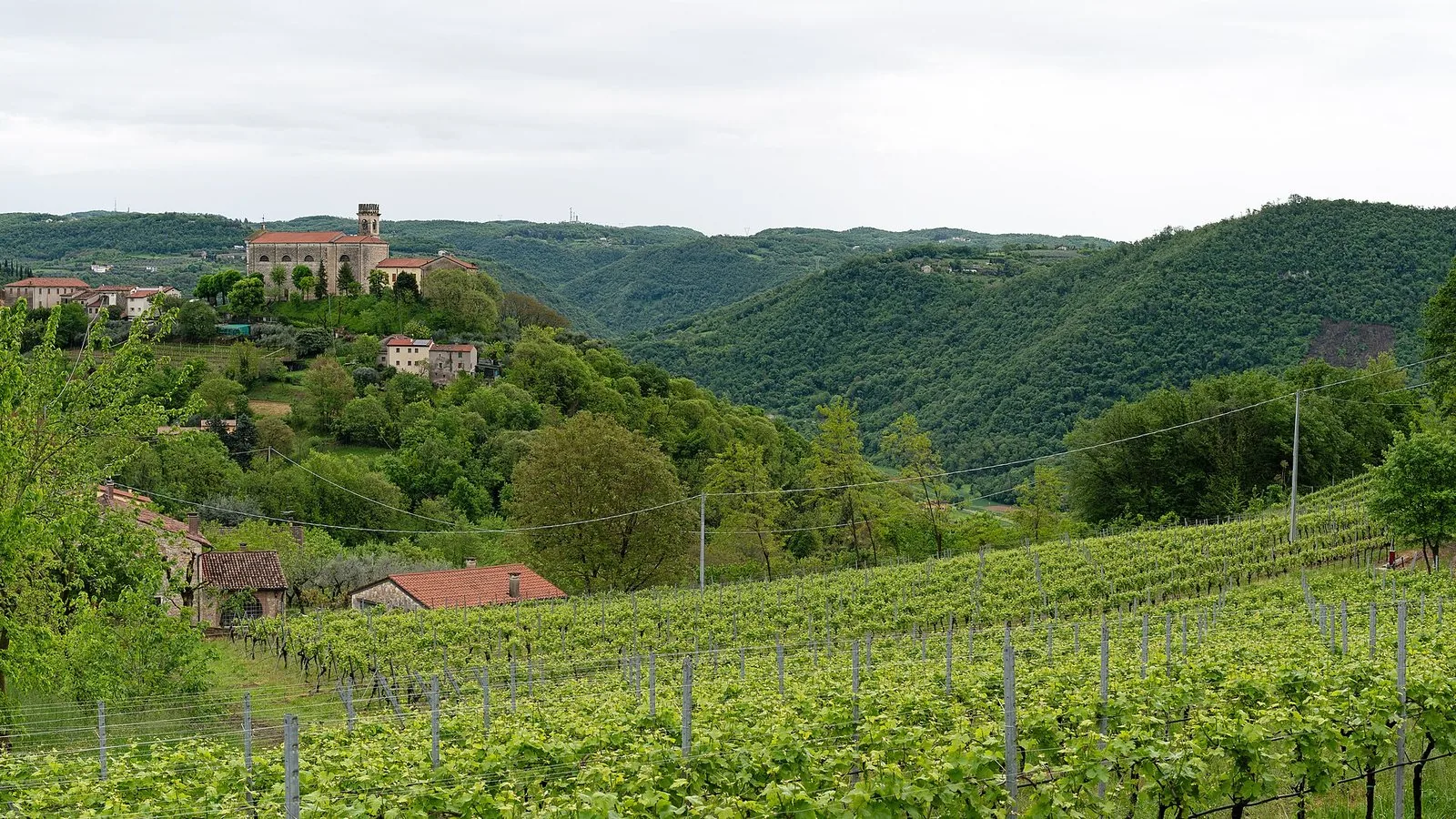 Vigneti sui Colli Berici, alle spalle di Vicenza
